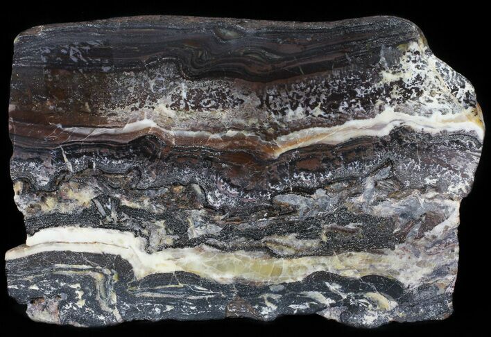 Rare North Pole Dome Stromatolite Slice - Billion Years #50753